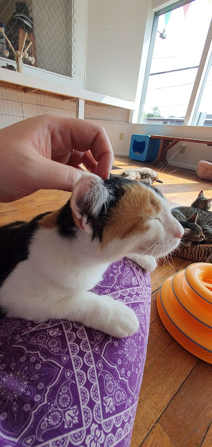 MeWowCatCafe's tweet photo. Always happy to get a head scratch - keep it up, hooman! You're making my day! π»π½β€
#mewowcatcafe #catcafe #catlover #cat #happycats #kittylove https://t.co/dDWeOS8SGb