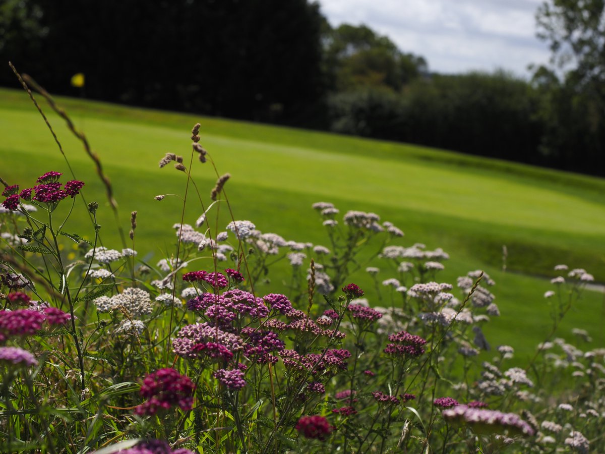 strigroup_'s tweet photo. Last call for the @golfenvawards 
 
There’s still time to put your club, your team or an individual forward for the Golf Environment Awards 2027, but nominations close on 2nd October.
 
From protecting and enhancing biodiversity to improving water management, reducing waste and delivering meaningful sustainability projects, golf clubs across the industry are doing some fantastic work for the environment.
 
No matter how big or small, it's important to share your projects and the positive impact your golf club is making in your area.
 
The awards recognise five areas of achievement:
 
🌿 Conservation Champion
 🌱 Positive Impact
 🐝 Syngenta Operation Pollinator
 ⛳ UK Environmental Golf Club of the Year
 🌍 International Environmental Golf Club of the Year
 
After 30 years of involvement in the awards, we’re proud to see this important initiative continue with @BIGGALtd 
 
If your club is doing something that deserves to be recognised, now is the time to put it forward. Wishing all who enter the best of luck! 

Find out more and enter here: https://t.co/tWuxHxr3po

📷 by @colmworthgolf