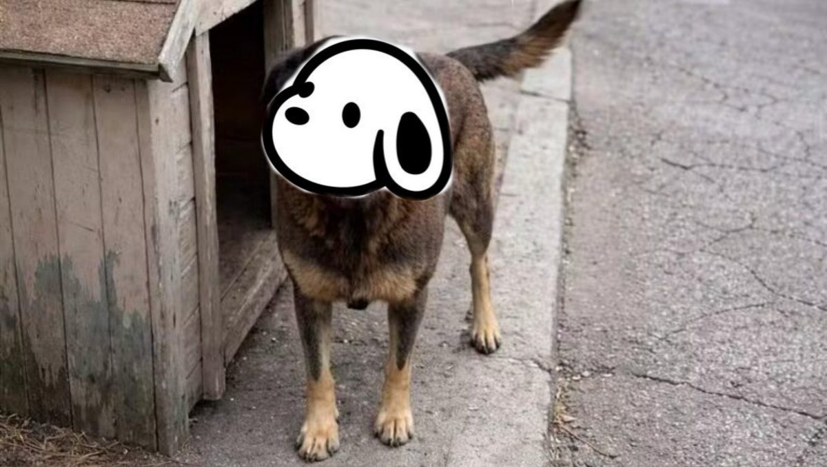 sandrolican's tweet photo. 22 pregos na cabeça desse cachorro sodomita https://t.co/LGKHMTPqDB