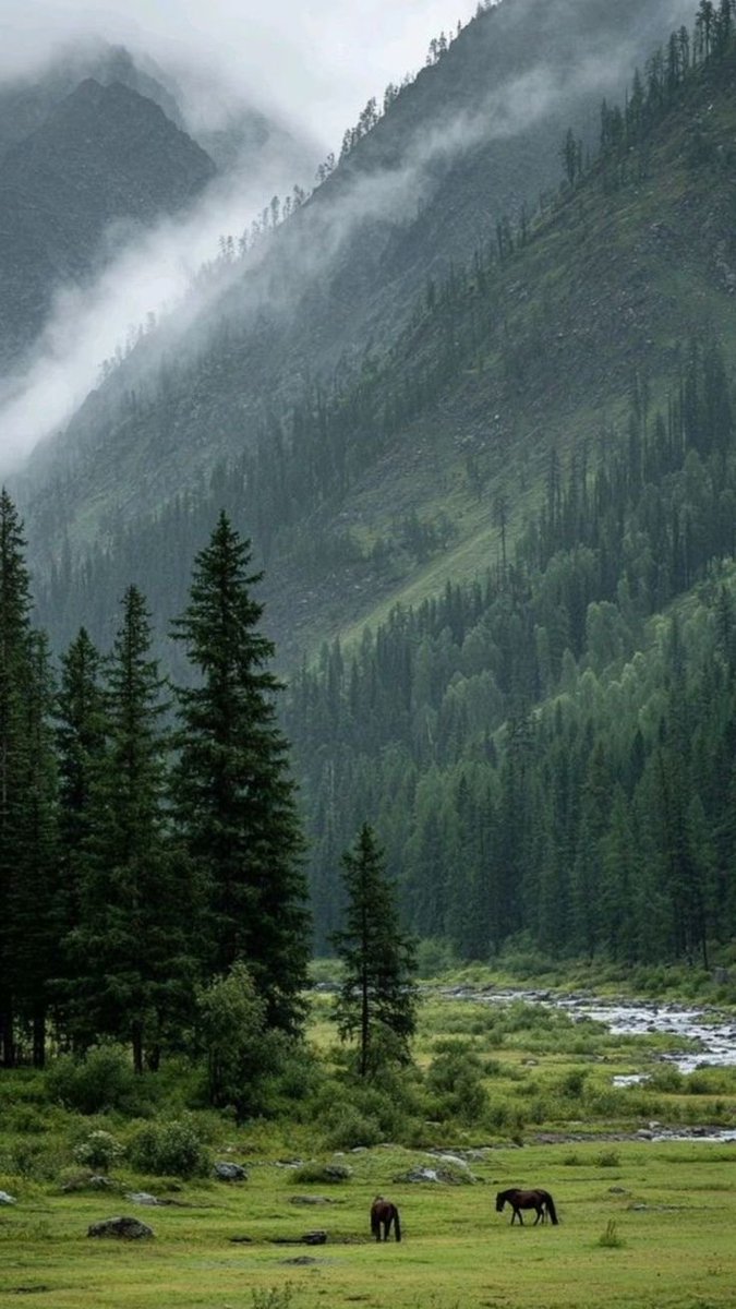 MaxiCohenccrc's tweet photo. Where the mountains meet the mist, the forest breathes, and wild horses roam free. 🌲⛰️🐎 A quiet moment that feels like another world.
#Nature #Mountain #LandscapePhotography #NaturePhotography #Wildlife #Wilderness #Adventure #Travel #ScenicViews #Photography #ExploreNature https://t.co/I0oLVjL7d5