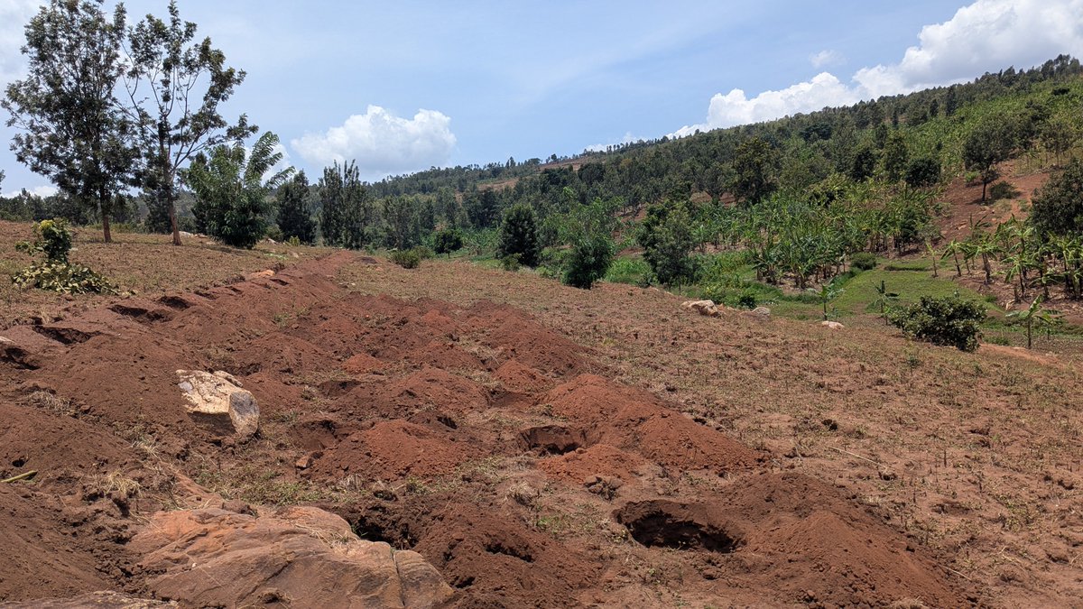 Agri_Lens's tweet photo. Today, I have started to dig holes where will be growing Arabica Coffee. I am expecting and planning to plant 2500 trees and spacing I am using is 2X2M.

The journey of waiting for three years to full harvesting now started. https://t.co/I9N9hdJV5m