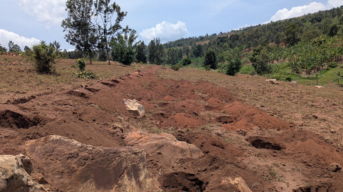 Agri_Lens's tweet photo. Today, I have started to dig holes where will be growing Arabica Coffee. I am expecting and planning to plant 2500 trees and spacing I am using is 2X2M.

The journey of waiting for three years to full harvesting now started. https://t.co/I9N9hdJV5m