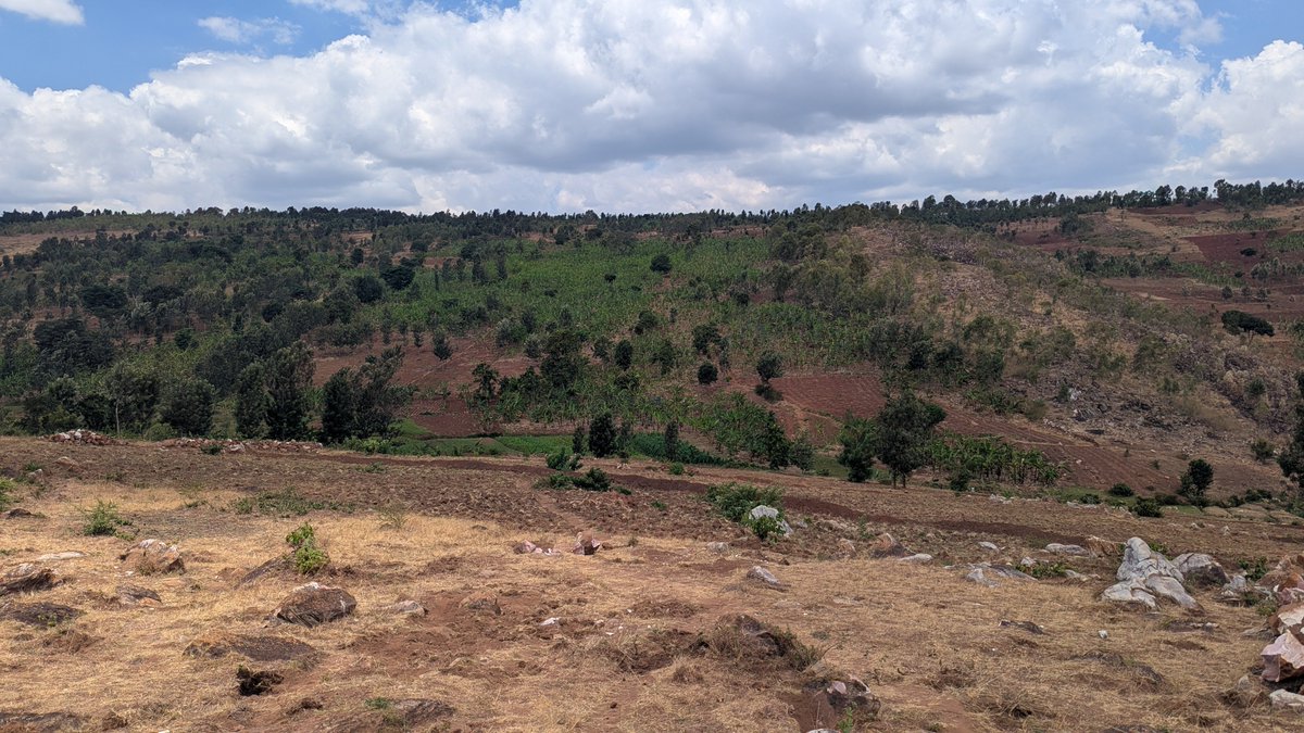 Agri_Lens's tweet photo. Today, I have started to dig holes where will be growing Arabica Coffee. I am expecting and planning to plant 2500 trees and spacing I am using is 2X2M.

The journey of waiting for three years to full harvesting now started. https://t.co/I9N9hdJV5m