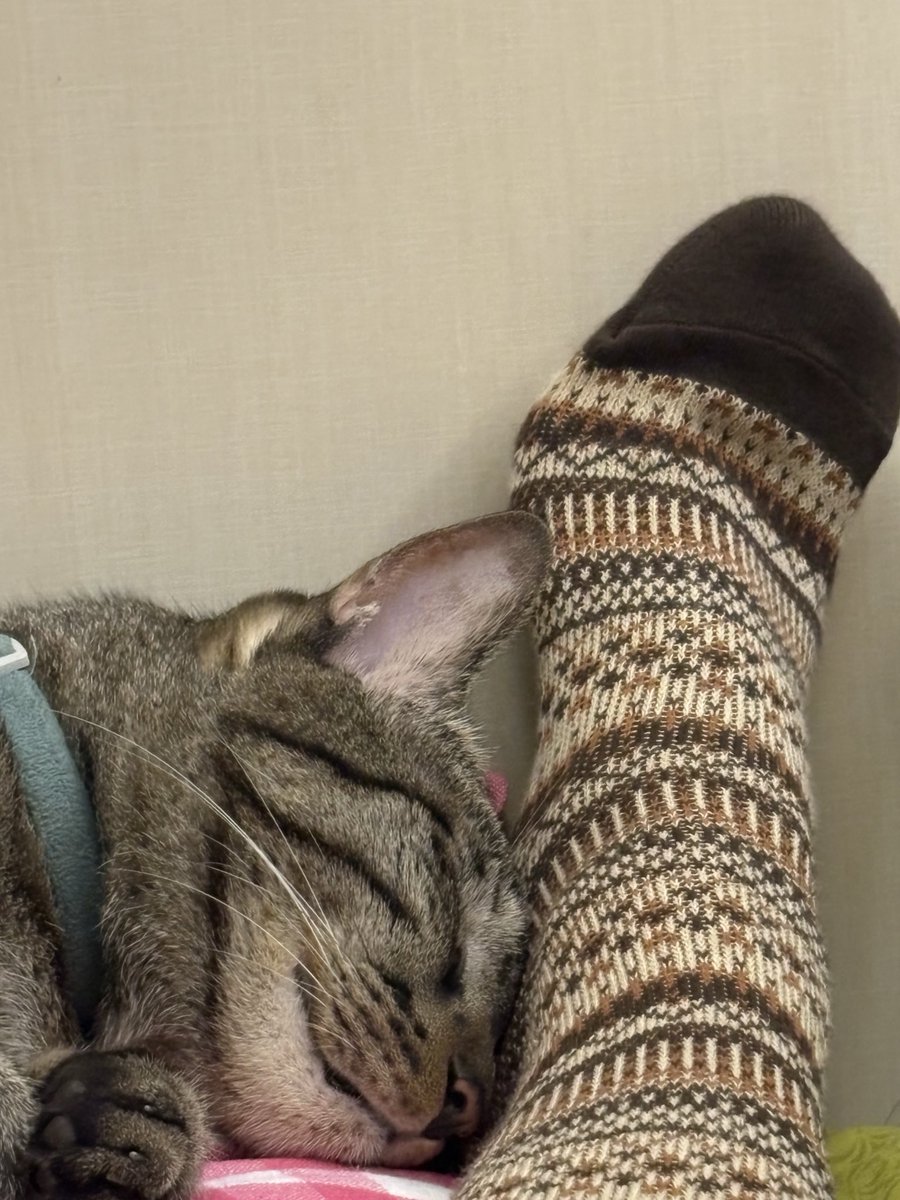 paykimchi's tweet photo. Think he likes my new socks https://t.co/Ekm0kkNya1