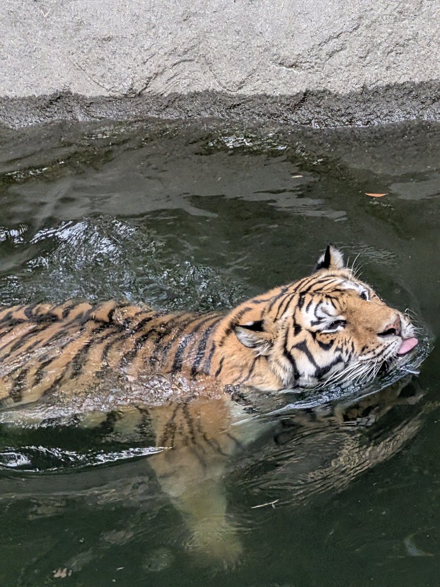 0701comugi's tweet photo. サーシャちゃんがこれが👅見たいんでしょってな感じで泳いでくれたように妄想してウヒャーと撮った写真😍💞

#浜松動物園 　
#アムールトラ 
#サーシャ https://t.co/lU24oFgSAm