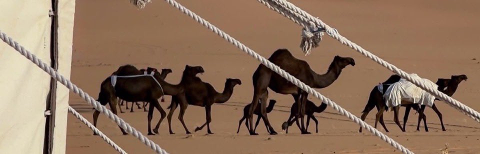 _3lup's tweet photo. نزلنا بالمودّه منزلٍ ماجاه غير الطير
وشدينا من قفور المودّه يوم دلّوها . https://t.co/UiIugHYHab