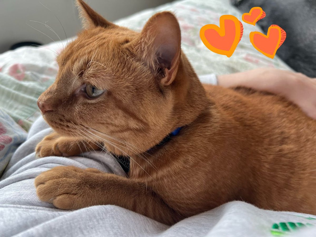 djahTis's tweet photo. I will choose you in my next life🖤🐈
#eptx https://t.co/ZHOppktQez