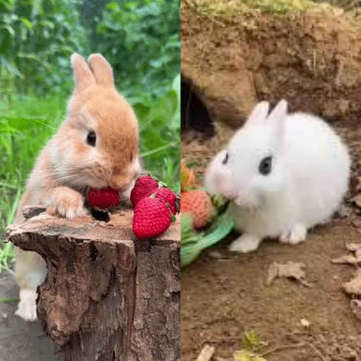 xLambxx's tweet photo. 🐰🐰 https://t.co/gmqmfj1rWu