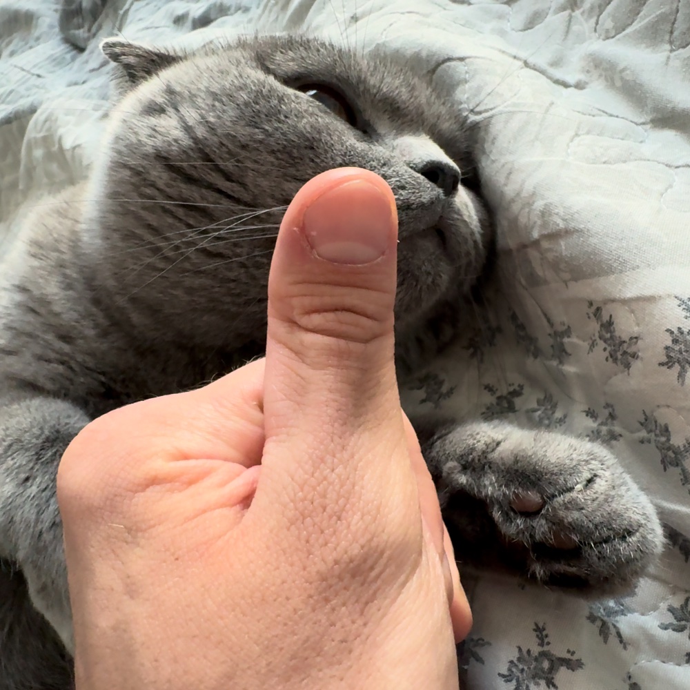 thumbyydotfun's tweet photo. thumb 556 https://t.co/Siuhaek6Uw