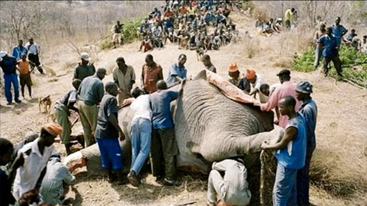 DrTOMontgomery's tweet photo. A day of deep shame and condemnation for Botswana as people swarm to feast on 23 elephants slaughtered to “celebrate 60th anniversary celebrations”.

Botswana has a huge cattle herd—roughly equivalent to the adult human population. They also have an established beef export industry—they don’t need to slaughter elephants for food.

The Botswana Environment and Tourism Minister issued complimentary hunting licenses to 20 administrative precincts.
The licenses also include other wild species such as eland, kudus, South African oryx, impalas and wildebeests. 

I hope tourists show their disgust at his decision by boycotting Botswana for at least a year.

What kind of message does it give to poachers when the government sanctions killing elephants for a feast?

There will be mourning in Botswana, but not by the diners.