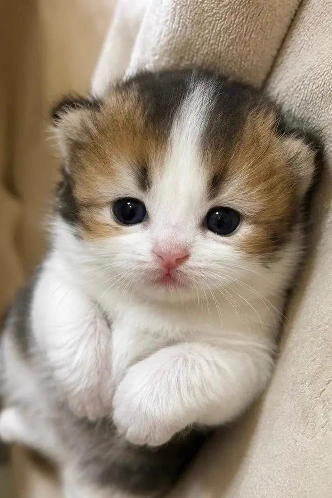 こねこ図鑑 on X: 
