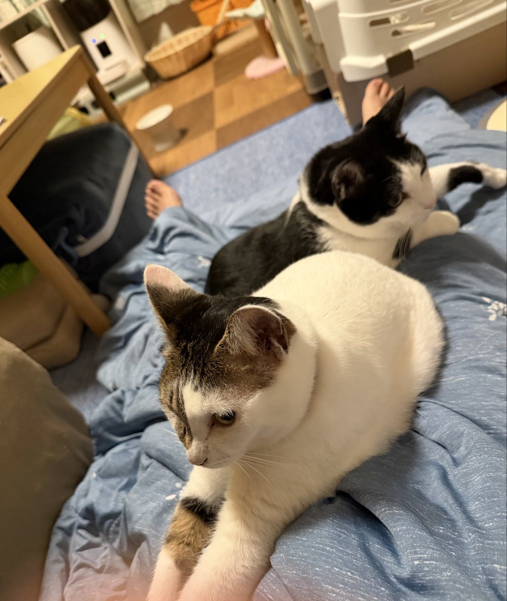 Chiko91680930's tweet photo. おやすみにゃん🐱🐱 https://t.co/zsRgoJ1z2t
