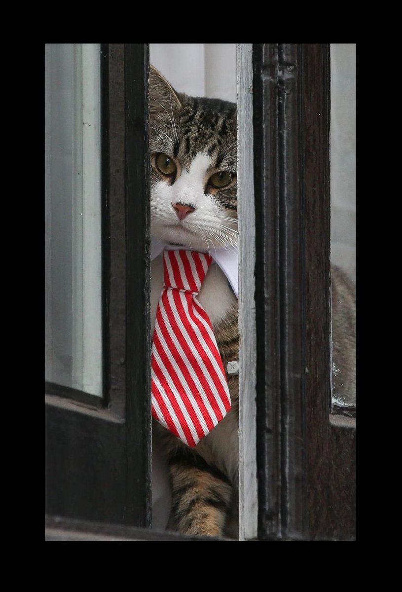 L_Katt_'s tweet photo. @lauricisque82 Un chat distingué, qui plus est 🧐 https://t.co/6LpHTxFs21