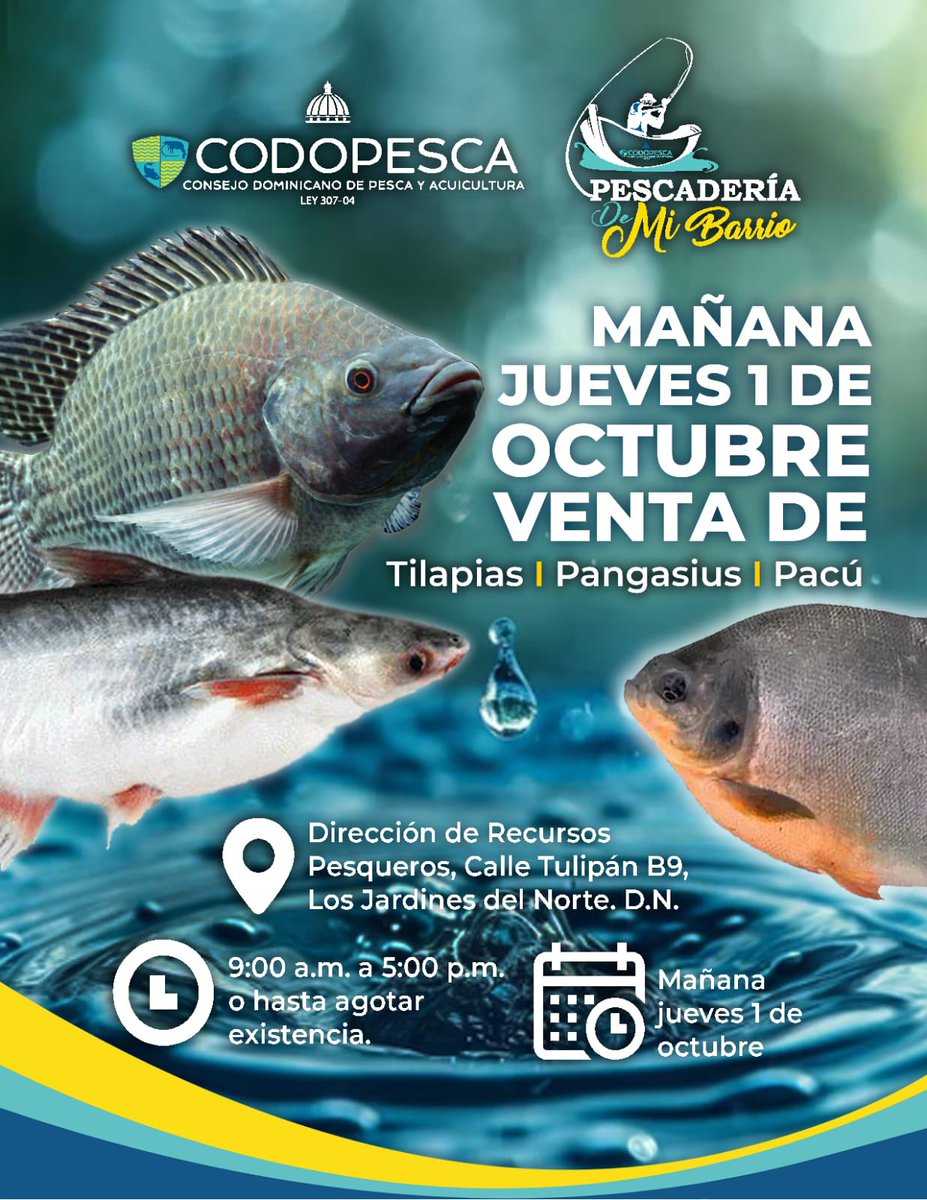 CODOPESCARD's tweet photo. ¡Mañana te esperamos en CODOPESCA! Este jueves 1 de octubre disfruta de tilapia, pangasius y pacú frescos de producción nacional. Te esperamos de 9:00 a. m. a 5:00 p. m., o hasta agotar existencias, en Calle Tulipán B9, Los Jardines del Norte. https://t.co/QXfCB1h3nb
