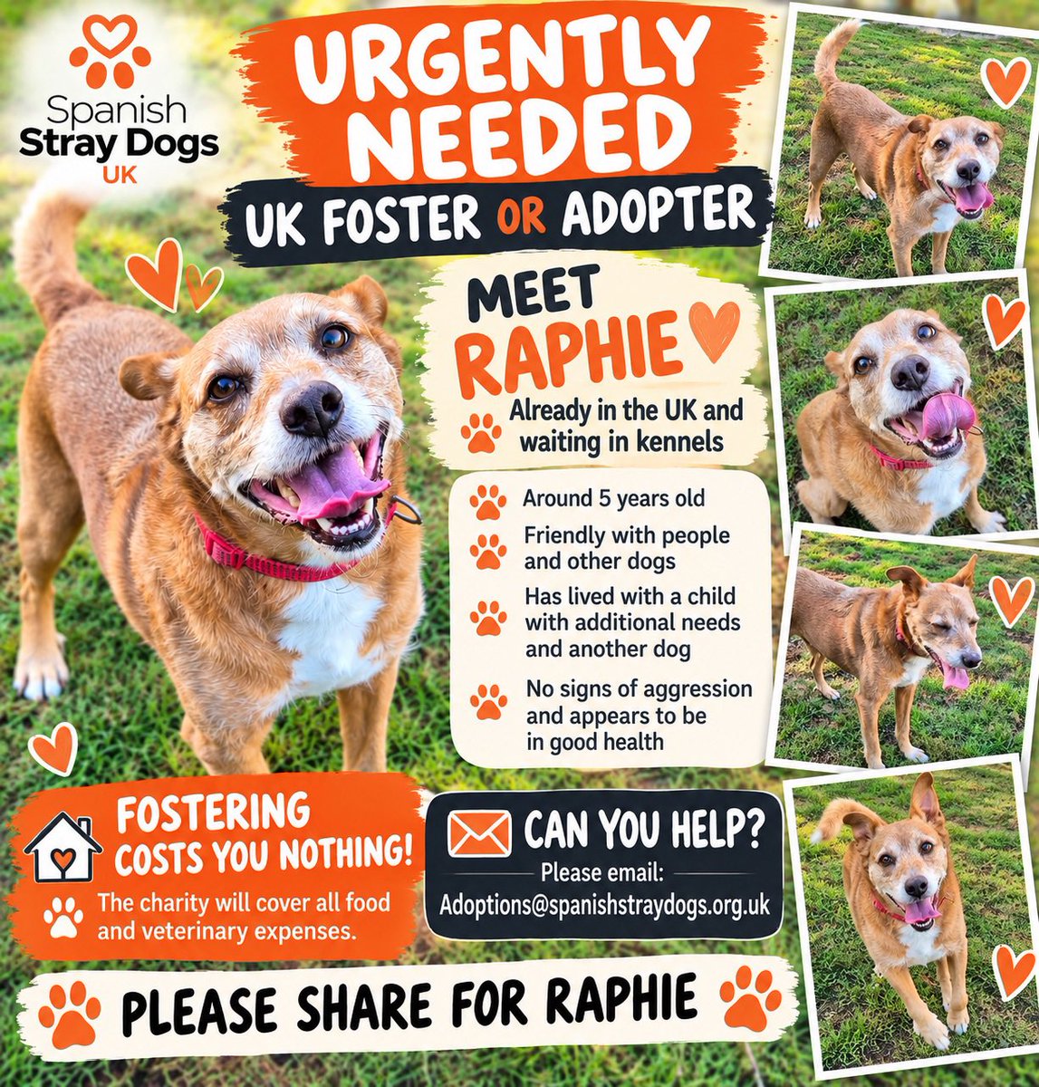spanishstray's tweet photo. 🧡🐾 URGENT: FOSTER OR ADOPTER NEEDED FOR RAPHIE! 🐾🧡
🇬🇧 Already in UK, waiting in kennels! Raphie is around 5, friendly with people, other dogs, lived with child with additional needs.
🏡 Food & vet bills covered.
📧 Adoptions@spanishstraydogs.org.uk
#RescueDog #FosterDog https://t.co/EoKlDh6bH9