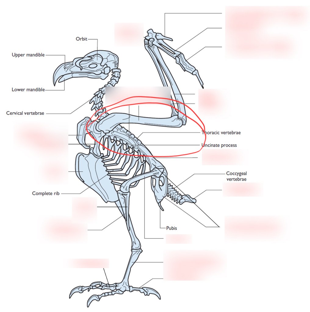 IceMaster_T's tweet photo. Okay here me out. The T-Rex didnt have little baby arms. That makes 0 sense

The person who assembled the skeleton put a few bones in the wrong spot

I had AI move the bones to be more like a chicken

T-rex's were Dragons. End of story.
@samtripoli @My_TeslaModelS @RjNol

#dragon https://t.co/yYX7LRFPXf
