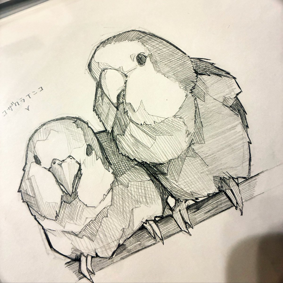 Tyama_desu's tweet photo. ｲﾝｺﾁｬﾝ🦜🦜🦜
#illustration‌‌ https://t.co/oycnvkTWe9