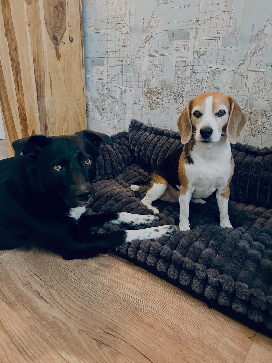 FrRodriguin's tweet photo. Getting a new bed is a great excuse for a mini photoshoot, don’t you think? >>>Swipe to see who has claimed the bed as her own 😂

We are sooo grateful to @funnyfuzzy_pet for being kind and gifting us with this 2XL bed which is big enough for us https://t.co/Y3whzPC3BP