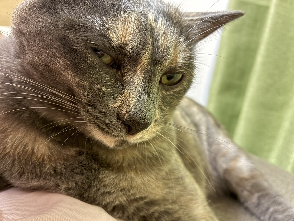 ZDTT's tweet photo. ハッピーバースデー俺&amp;猫 https://t.co/BZ4kKEF7eY
