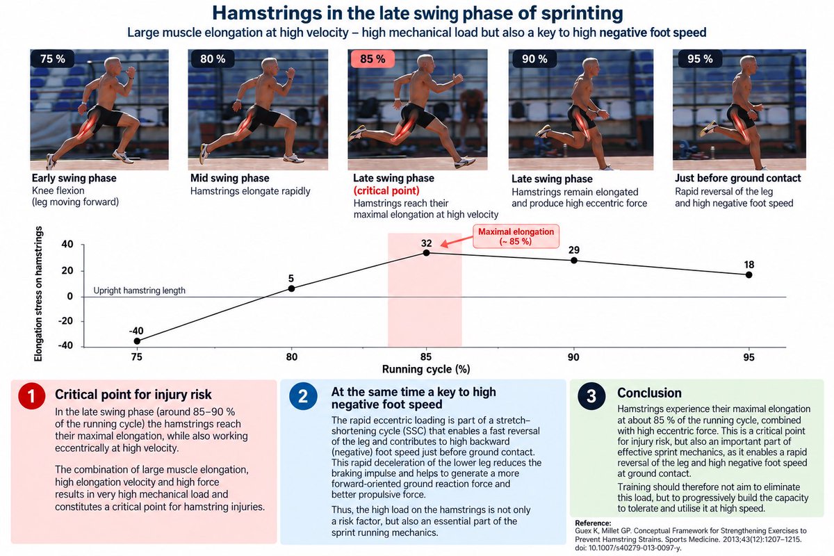 sprintcoachSWE's tweet photo. The mechanism that puts the hamstrings at risk may also be part of what makes us fast🤔 https://t.co/4x90o8BvhH