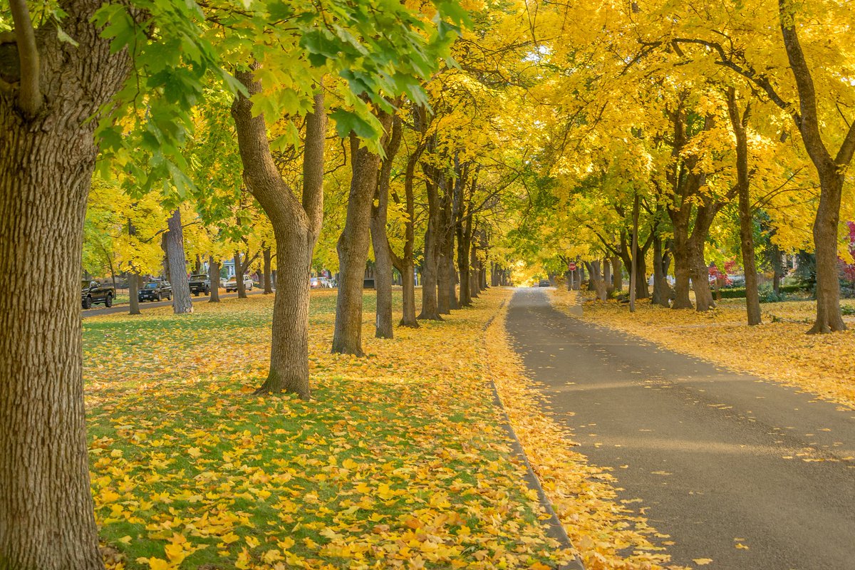 horacagla_5_d99's tweet photo. [Gentle old leaves hold firm will—warm autumn vibes that soothe the soul!]， https://t.co/nHr0fU6vew