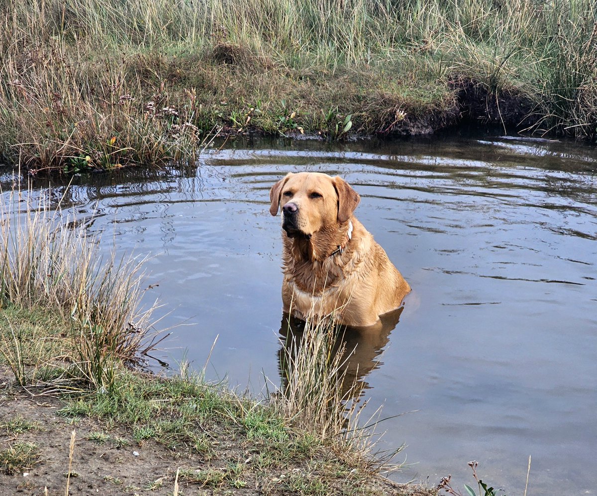 glennmartin50's tweet photo. I'm sure he was a duck in a previous life 😊😊 #Baileydaily #Baileysdailyadventures https://t.co/ZyeZMndJ4i