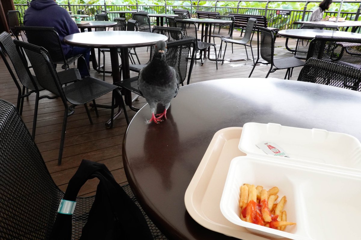 r_ichiro's tweet photo. 上野動物園、だいぶ空いていた。
遠足:修学旅行:外国人:その他が3:3:1:3くらい。3:3:2:2かもしれない。
前から気になっていたチーズハンバーグを食べてみた。
ハトやスズメが寄ってくる。ポテトをハトにやっている人がいるらしい。 https://t.co/OAh2CGCyrV