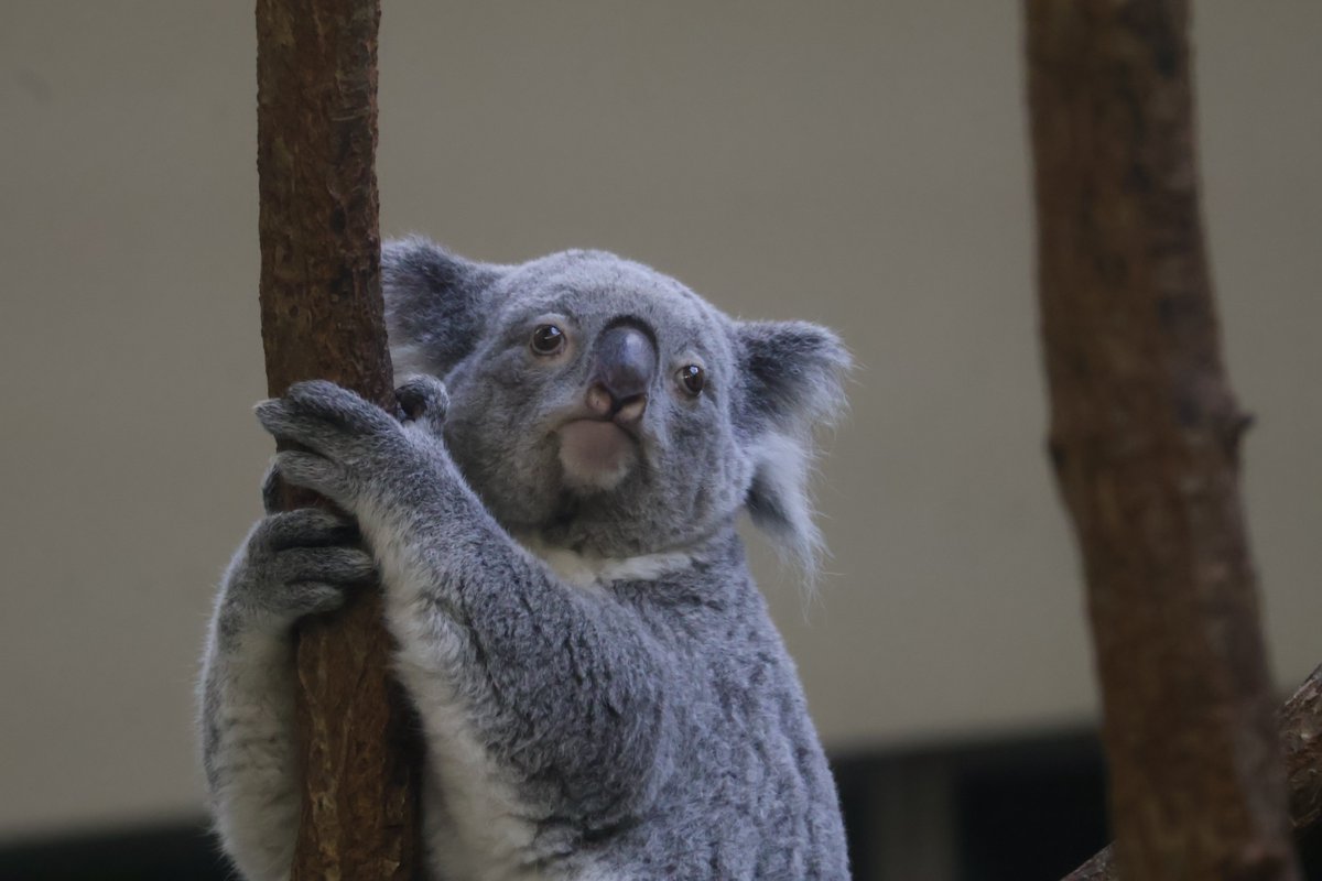 0STWrbkYll21344's tweet photo. きらら様いつもありがとう
#きらら #コアラ #多摩動物公園 https://t.co/CeA0GlwNwK