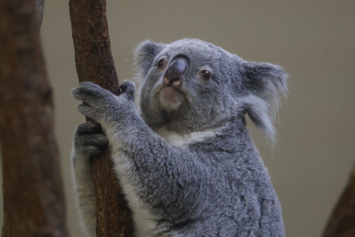 0STWrbkYll21344's tweet photo. きらら様いつもありがとう
#きらら #コアラ #多摩動物公園 https://t.co/CeA0GlwNwK