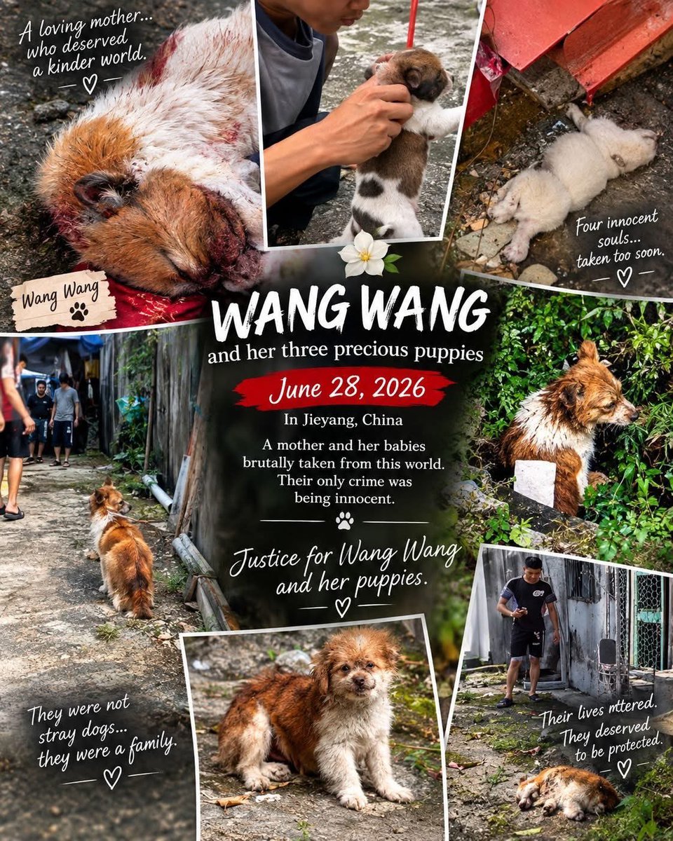 LucyJustic70's tweet photo. @XueJia24682 What about animal cruelty?

#AnimalProtection
#StrongerAnimalLaws
#AnimalCrueltyLaws
#ProtectTheVoiceless
#StopTheTorture
#EndTheSuffering
#AnimalsDeserveBetter
#StandForAnimals
#SpeakUpForAnimals
#NoMoreAnimalCruelty
#ChinaMustAct 
#ChinaAnimalProtectionLaw 
#Chinesetourism https://t.co/3wGBCo4ztq