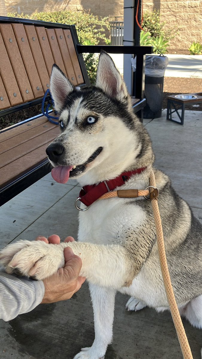 OCAnimalCare's tweet photo. PET OF THE WEEK 🐾 Holly is a 5-year-old husky with a contagious playful personality that makes every adventure a little more fun! She's not afraid to show her silly side and she would love a forever family that can give her plenty of playtime, attention, and love. https://t.co/RobEdn3QuC