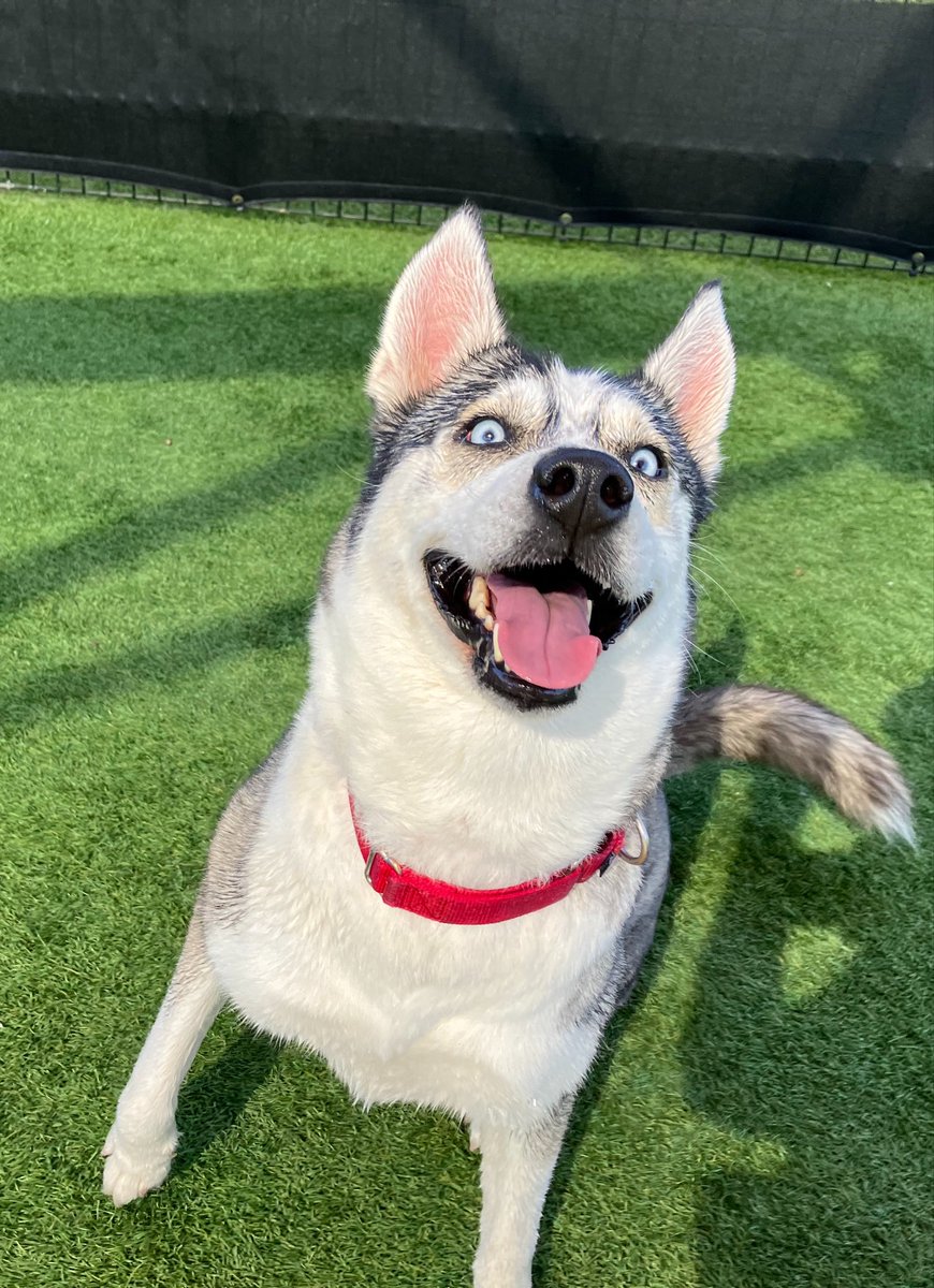 OCAnimalCare's tweet photo. PET OF THE WEEK 🐾 Holly is a 5-year-old husky with a contagious playful personality that makes every adventure a little more fun! She's not afraid to show her silly side and she would love a forever family that can give her plenty of playtime, attention, and love. https://t.co/RobEdn3QuC