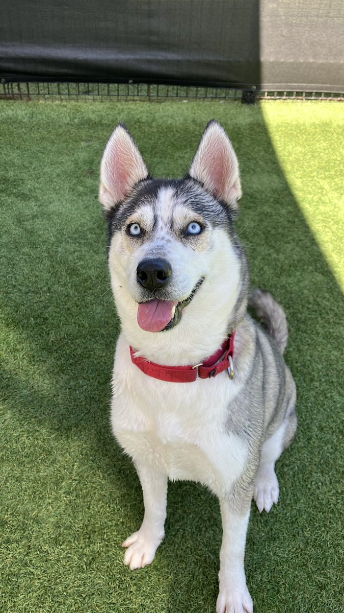 OCAnimalCare's tweet photo. PET OF THE WEEK 🐾 Holly is a 5-year-old husky with a contagious playful personality that makes every adventure a little more fun! She's not afraid to show her silly side and she would love a forever family that can give her plenty of playtime, attention, and love. https://t.co/RobEdn3QuC