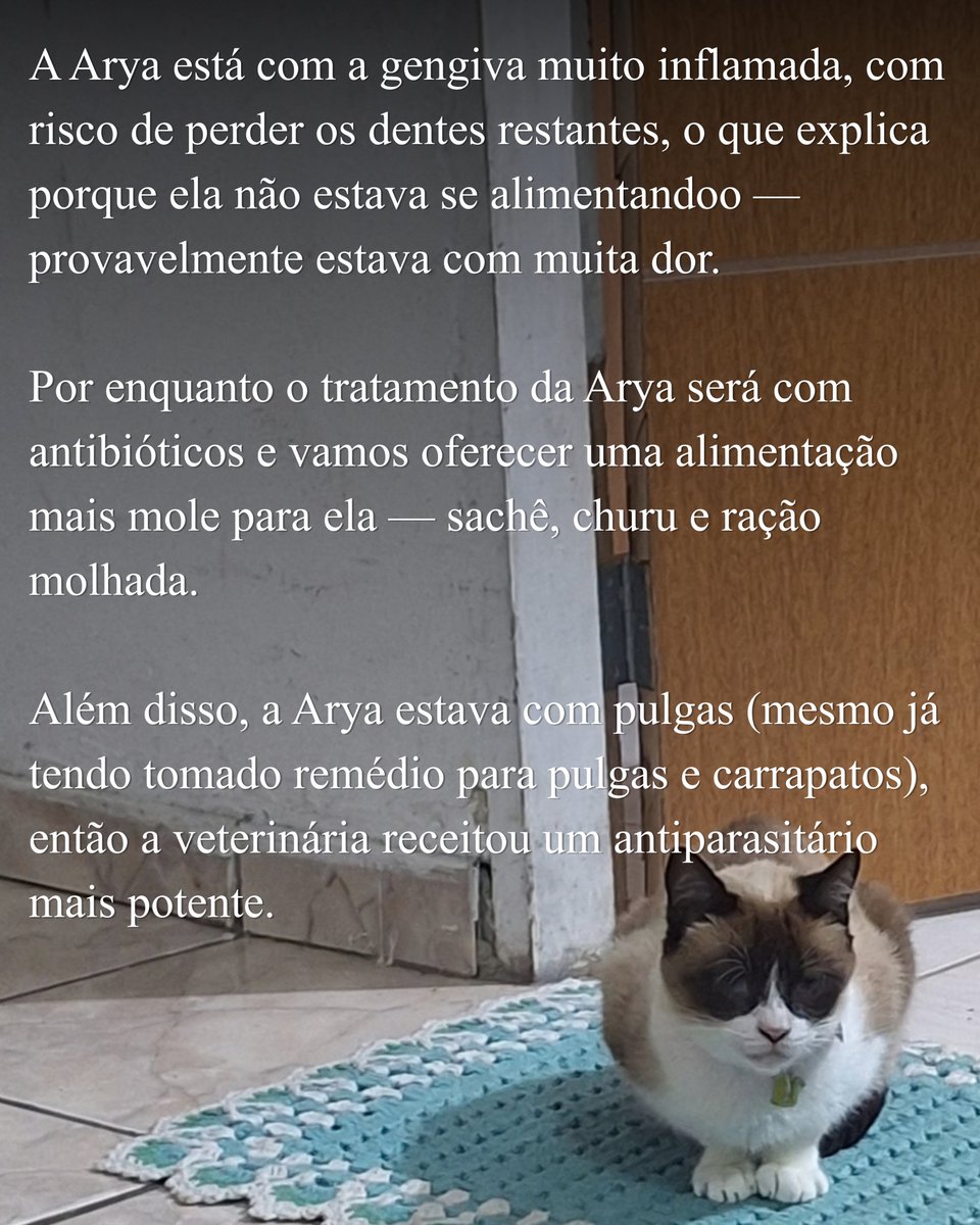 raaaisa__'s tweet photo. Atualizações sobre a Arya!

PIX: raisapereirasantos50@gmail.com

Obrigada pela atenção! <3 https://t.co/KdqfiYv5Ua