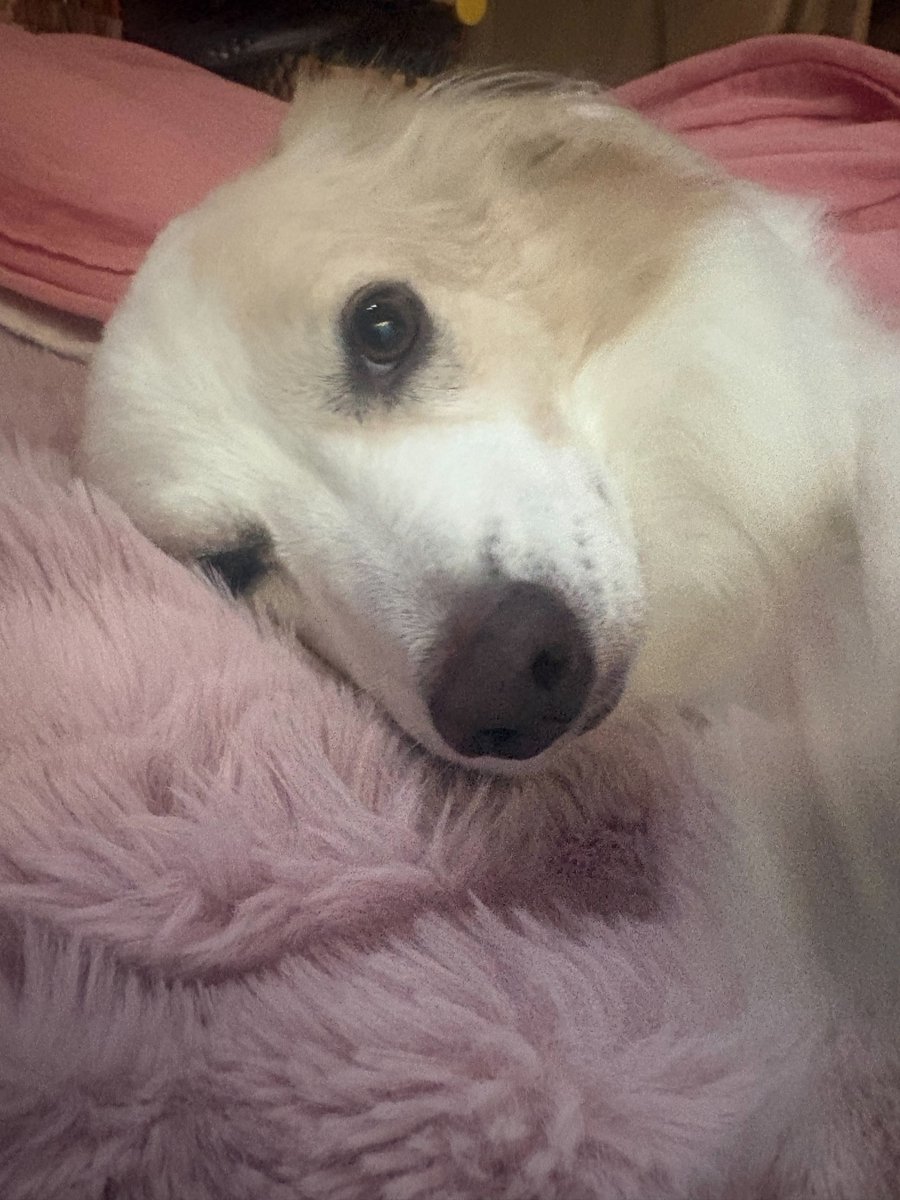 xover_toshi's tweet photo. 9月ありがとう!
10月よろしく!
家帰って写せる写真がないので今日は勘弁😭
代わりに🐶
#ありがとう #犬
#JPOP #JPOPIDOL #BOYSGROUP #IDOLGROUP https://t.co/LKo7MxVlfo