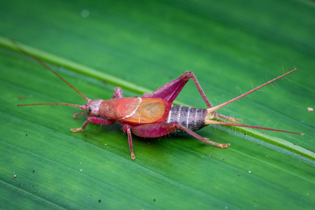 orthopterans's tweet photo. 🇳🇨 Cricket (Genus Ornebius)

📸: https://t.co/xYxZkVjnYG https://t.co/QfddzfIFcX