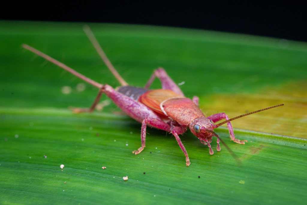 orthopterans's tweet photo. 🇳🇨 Cricket (Genus Ornebius)

📸: https://t.co/xYxZkVjnYG https://t.co/QfddzfIFcX