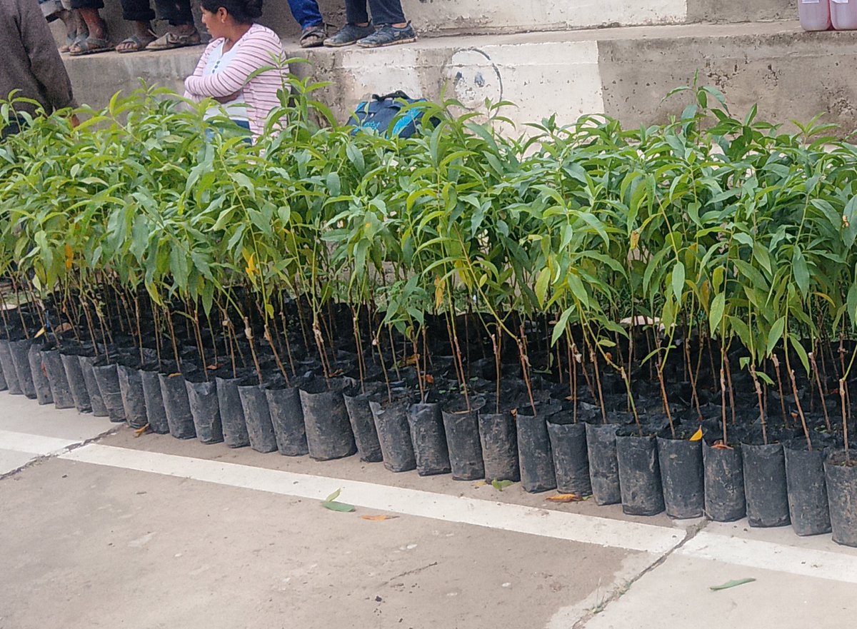 UE_APROCAM's tweet photo. 𝐌𝐢𝐧𝐢𝐬𝐭𝐞𝐫𝐢𝐨 𝐝𝐞 𝐏𝐫𝐨𝐝𝐮𝐜𝐜𝐢𝐨́𝐧 𝐒𝐨𝐬𝐭𝐞𝐧𝐢𝐛𝐥𝐞 𝐟𝐨𝐫𝐭𝐚𝐥𝐞𝐜𝐞 𝐥𝐚 𝐩𝐫𝐨𝐝𝐮𝐜𝐜𝐢𝐨́𝐧 𝐝𝐞 𝐝𝐮𝐫𝐚𝐳𝐧𝐨 𝐞𝐧 𝐋𝐮𝐫𝐢𝐛𝐚𝐲
Leer la nota:  👇https://t.co/5e9yBJeSwF https://t.co/Od8Gzyklp5