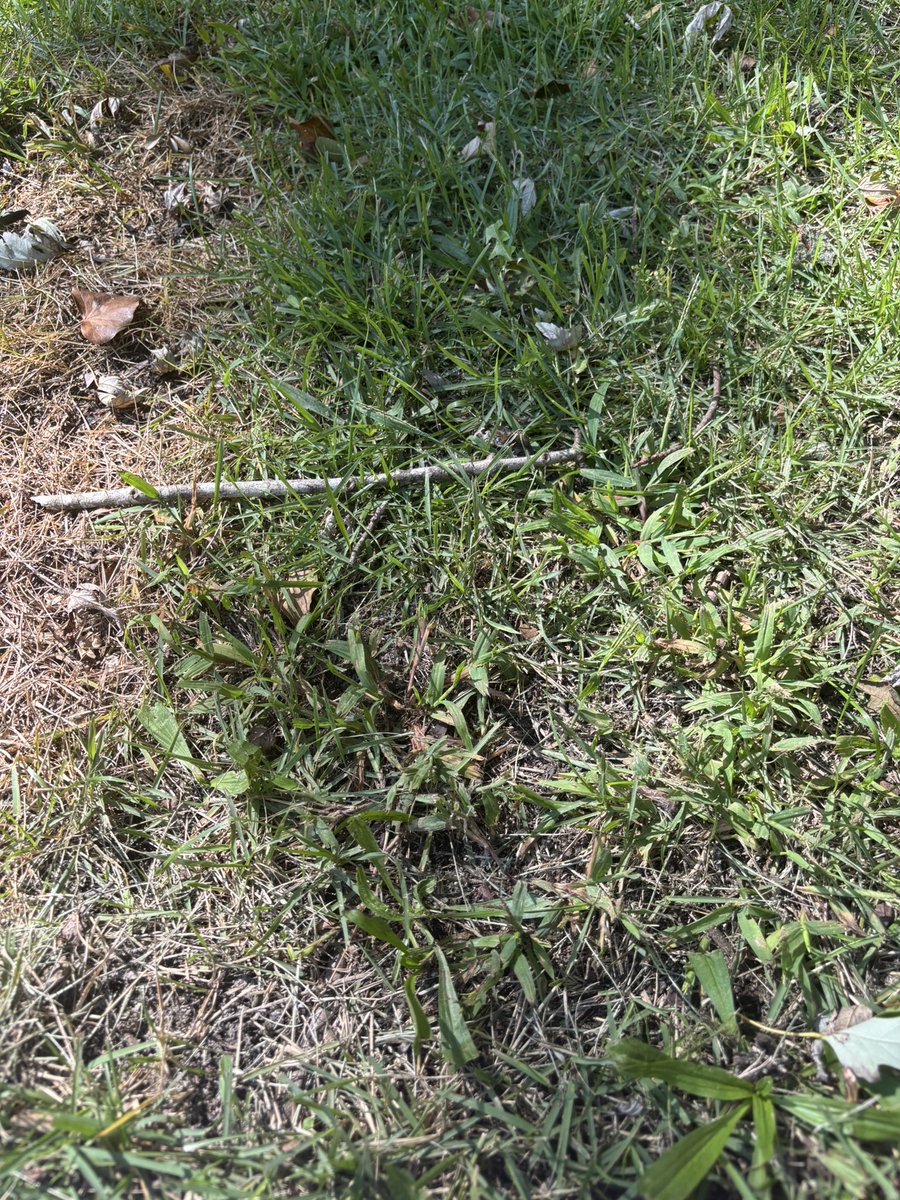 HyraxTefora's tweet photo. GUYS OMG LOOK…
I’m touching grass!😌 https://t.co/sPaMHc4NpB