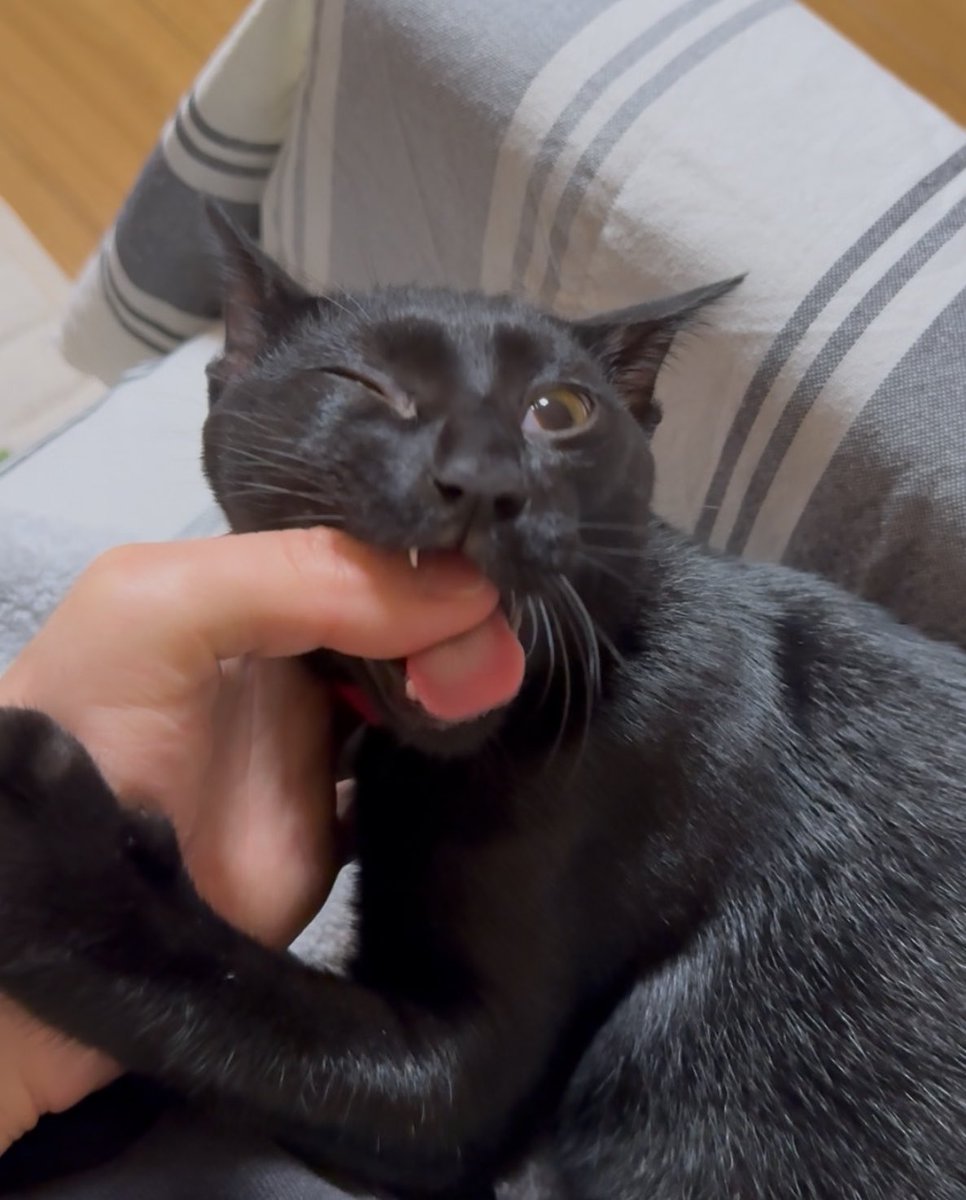 yonye's tweet photo. 風呂上がりの人間の香りを楽しむお猫様。そんなに良い匂いする？ https://t.co/MeVA4NVm4O