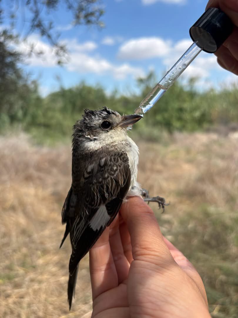 CABS_REPORTS's tweet photo. 🚨 375 birds freed &amp; 18 poachers caught! 

In just 4 weeks in #Cyprus, our teams seized 335 cruel glue traps &amp; 37 nets. 

Best of all? Safely releasing 107 trapped birds at a single site, including a rare endemic Cyprus Scops Owl 

We won't stop until songbirds are safe. https://t.co/TWdsnocdSg
