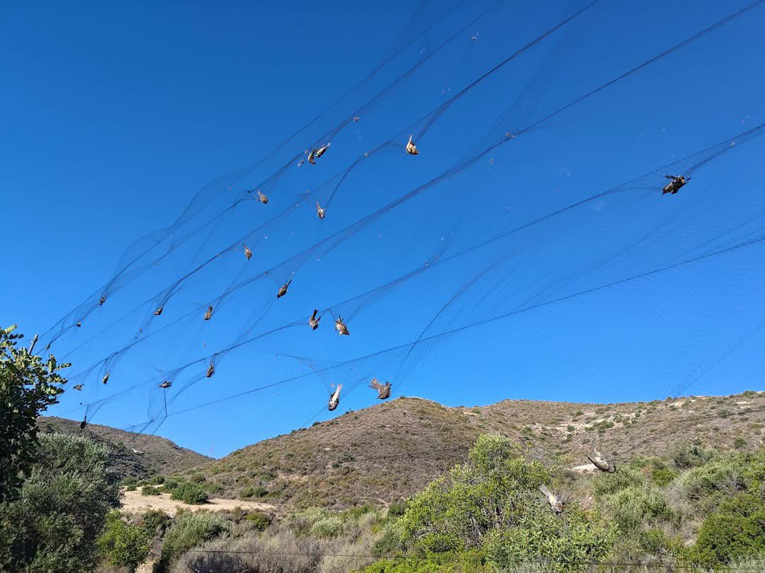 CABS_REPORTS's tweet photo. 🚨 375 birds freed &amp; 18 poachers caught! 

In just 4 weeks in #Cyprus, our teams seized 335 cruel glue traps &amp; 37 nets. 

Best of all? Safely releasing 107 trapped birds at a single site, including a rare endemic Cyprus Scops Owl 

We won't stop until songbirds are safe. https://t.co/TWdsnocdSg
