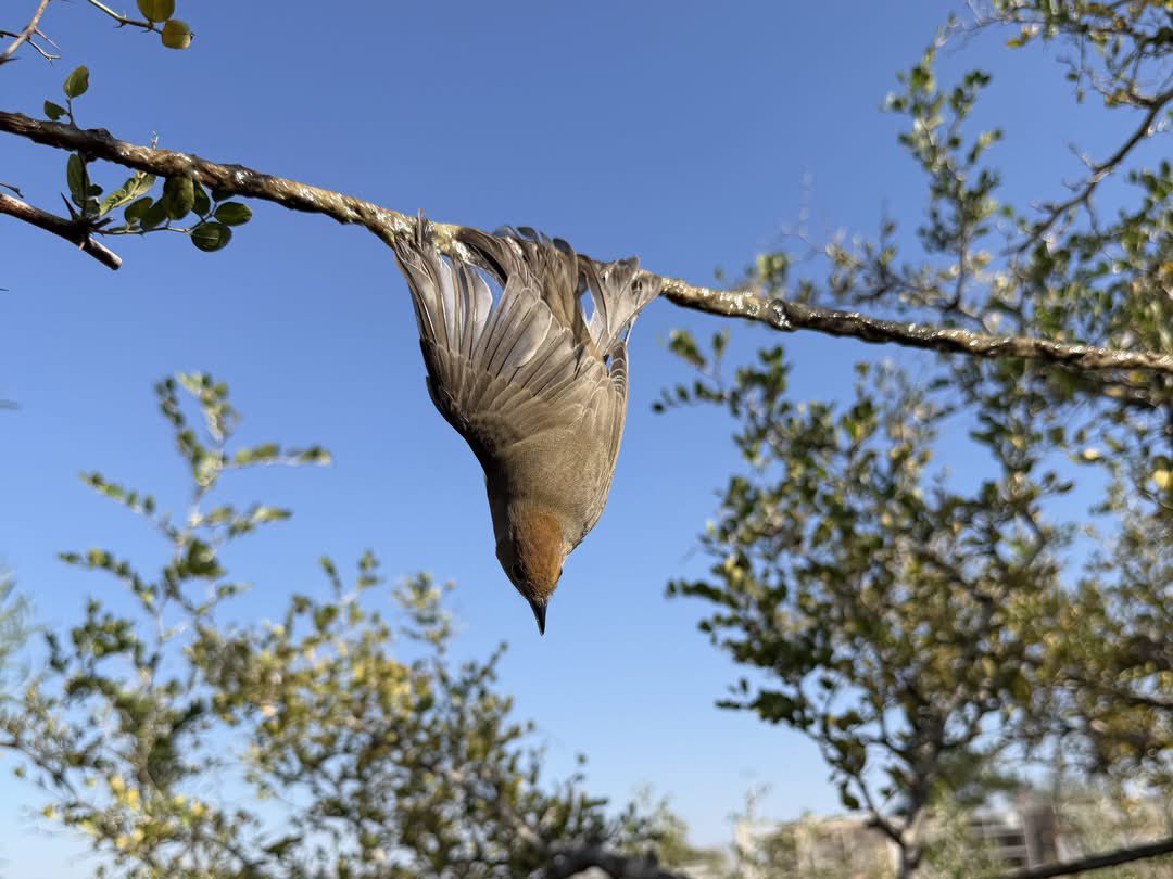 CABS_REPORTS's tweet photo. 🚨 375 birds freed &amp; 18 poachers caught! 

In just 4 weeks in #Cyprus, our teams seized 335 cruel glue traps &amp; 37 nets. 

Best of all? Safely releasing 107 trapped birds at a single site, including a rare endemic Cyprus Scops Owl 

We won't stop until songbirds are safe. https://t.co/TWdsnocdSg