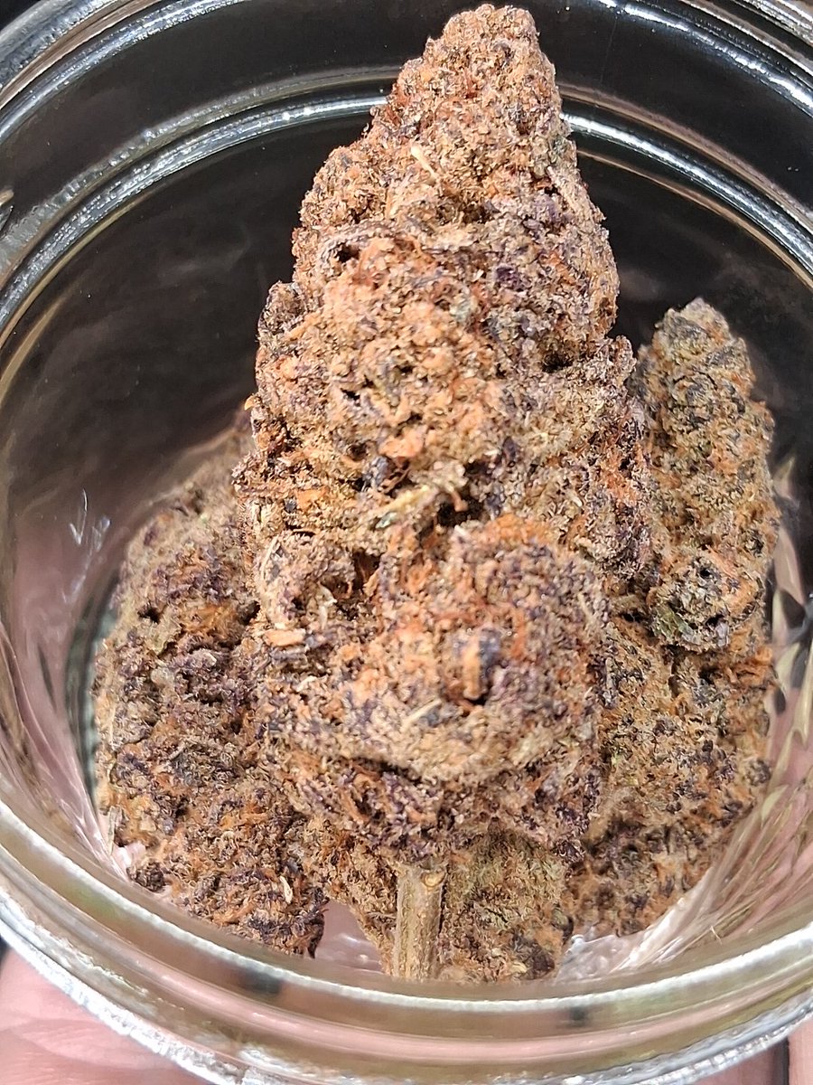 Mr_Buds_Va's tweet photo. Talking about resurrection of Purple Punch 👊. I had about 20 Purple Punch 🫘 for a friend in Oregon. I made my selection outta the 20 sent (F2s) and this is the outcome. I've had this on my page since he sent the 🫘 cause I also had his genetic line from his selection on the menu. But this is what We made of the 20 F2 and it's long overdue. I had the seed over a year and when I pop them I had a feeling id find some good ones. This is my favorite, Purple Punch #8 is my pick. If ya ever interested in taking your selection and crossing back with mine, im game. Getvya some of this #8 see if it worthy. @LivingSoilGeek let make it 👊 again.....
No flash 📷 pick too.