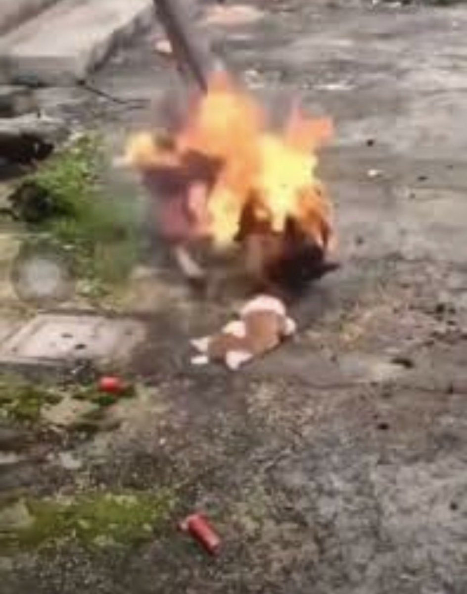 LucyJustic70's tweet photo. China has the opportunity to show compassion and leadership. Please investigate Wang Wang’s case and strengthen protections against animal cruelty. Justice for Wang Wang and her puppies. 🇨🇳🐾 #JusticeForWangWang #AnimalCruelty 
#JusticeForWangWang
#JusticeForWangWangandherPuppies #Jieyang #ChinaAnimalProtectionLaw #Chinesetourism #BoycottJieyang #Boycottguangdong 
#XiJinping
#旺旺which 
@ChinaDaily
@CGTNOfficial
@PDChina
@chinaorgcn
@Echinanews
@globaltimesnews