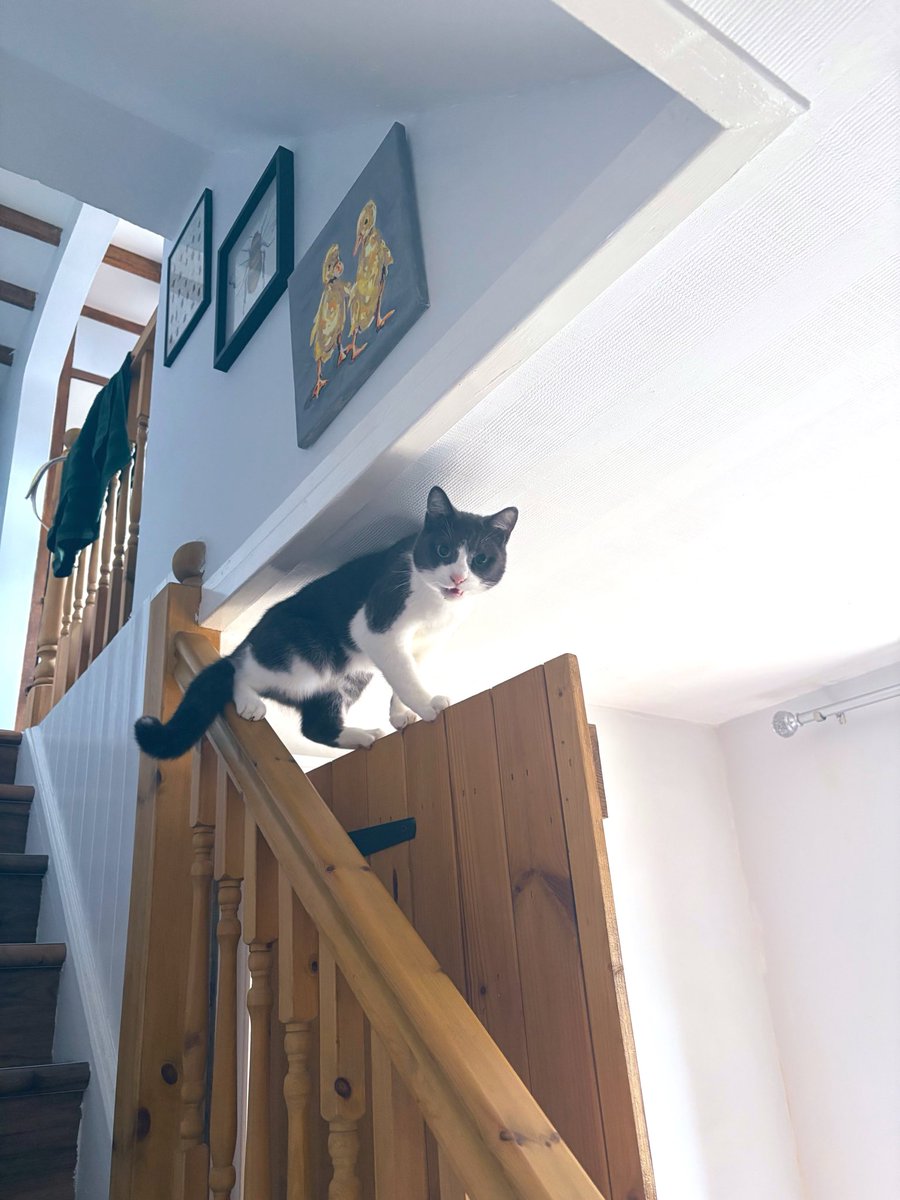 StinkyChiefs's tweet photo. My cat just screams at me because he got stuck https://t.co/I0AqDNZqDg