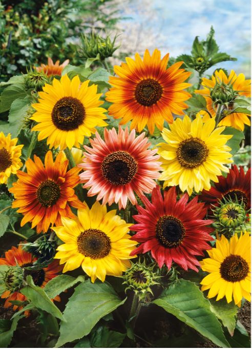 BCCFarm's tweet photo. The season isn’t over yet! 🌻  BCCF's Farmers Market is still open and there’s lots of fresh, locally grown goodness to enjoy.  See you soon! 🌻

Location: Black Creek Community Farm
Address: 4929 Jane Street, York
When: Every Thursdays 2 - 7 PM | Now to October 22 https://t.co/Rdnj5Q2I3H