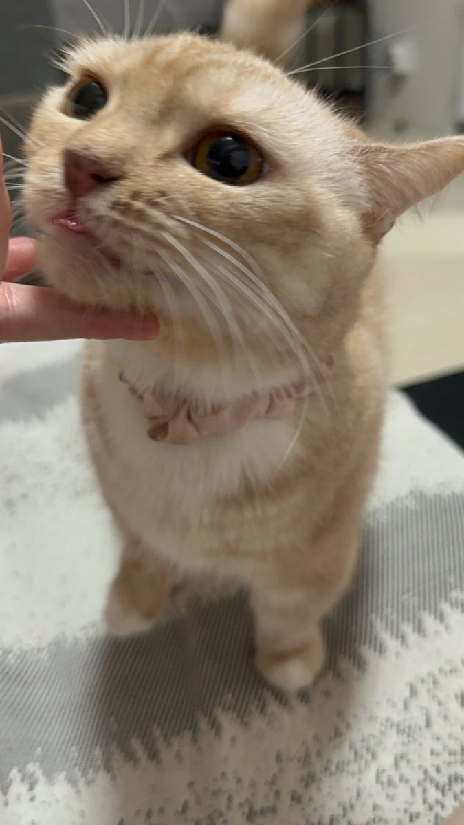 fuu_neko_'s tweet photo. 週1スッキリン https://t.co/HBqC07N45S