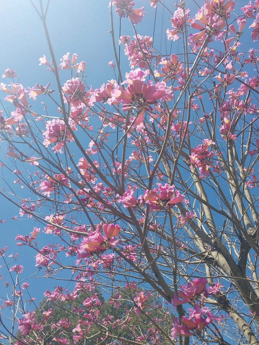 angelinbugs's tweet photo. llegó la primavera y con ella crece mi arbolito 🌸 https://t.co/KKjQxdbtR5