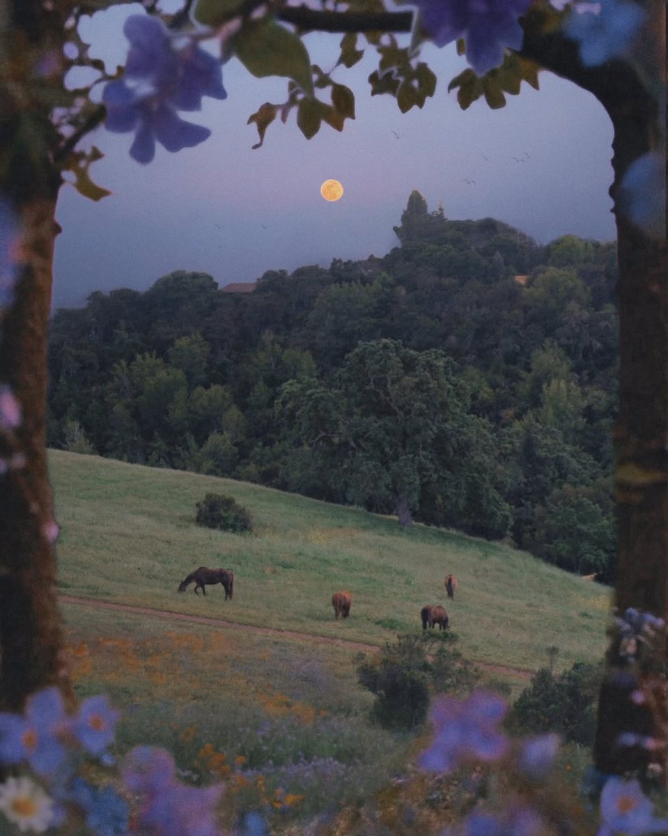 natureeuniverse's tweet photo. under the same moon https://t.co/QW0s96PLLq